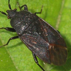 Drymus ryeii